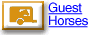 guest horses