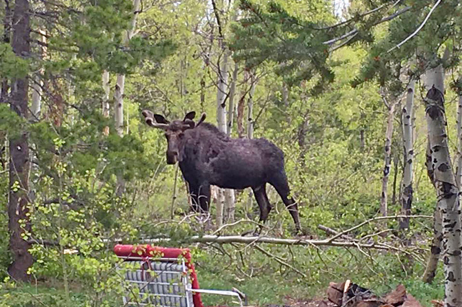 Moose grazing in trees at Honeymoon Hideout Cabin located in Allenspark near Lyons and Estes Park, Colorado.