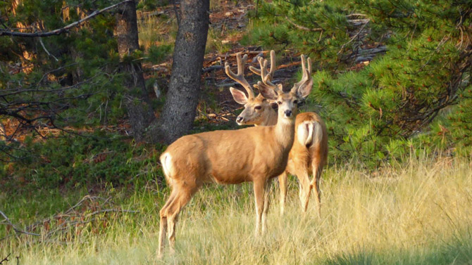 Mueller State Park, Colorado