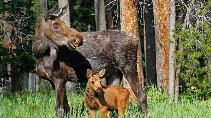 State Forest State Park, Colorado