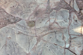 Close up of fossil from the Odrovician Period much like other fossils found at the Indian Springs Trace Fossil Site near Canon City, Colorado.