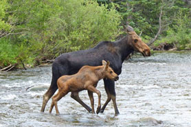 Mama Moose and baby moose walking together through a stream near Nederland, Colorado.