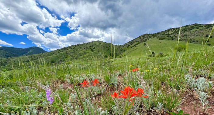 View of Colorado hillside with indian paintbrush and wildflowers in the foreground along hiking path near Red Rocks National Historic Landmark, Colorado.