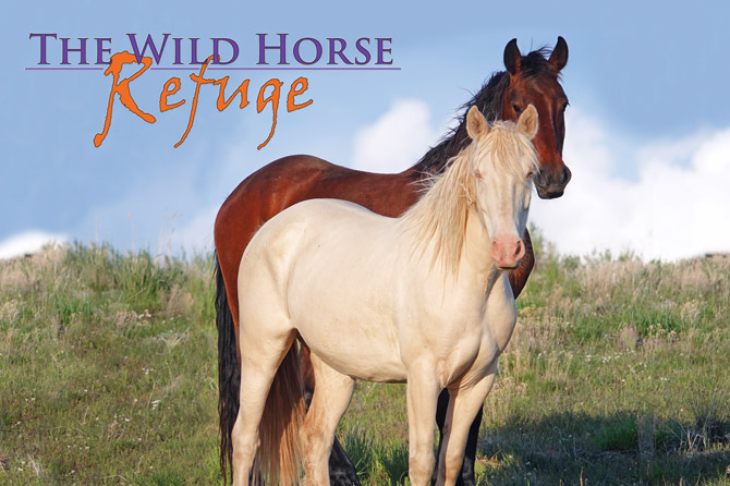 Pair of Wild Mustang horses at The Wild Horse Refuge in Craig, Colorado.