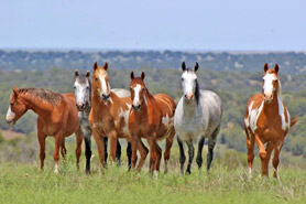 Wild Mustangs lined up together in a field at The Wild Horse Refuge in Craig, Colorado.